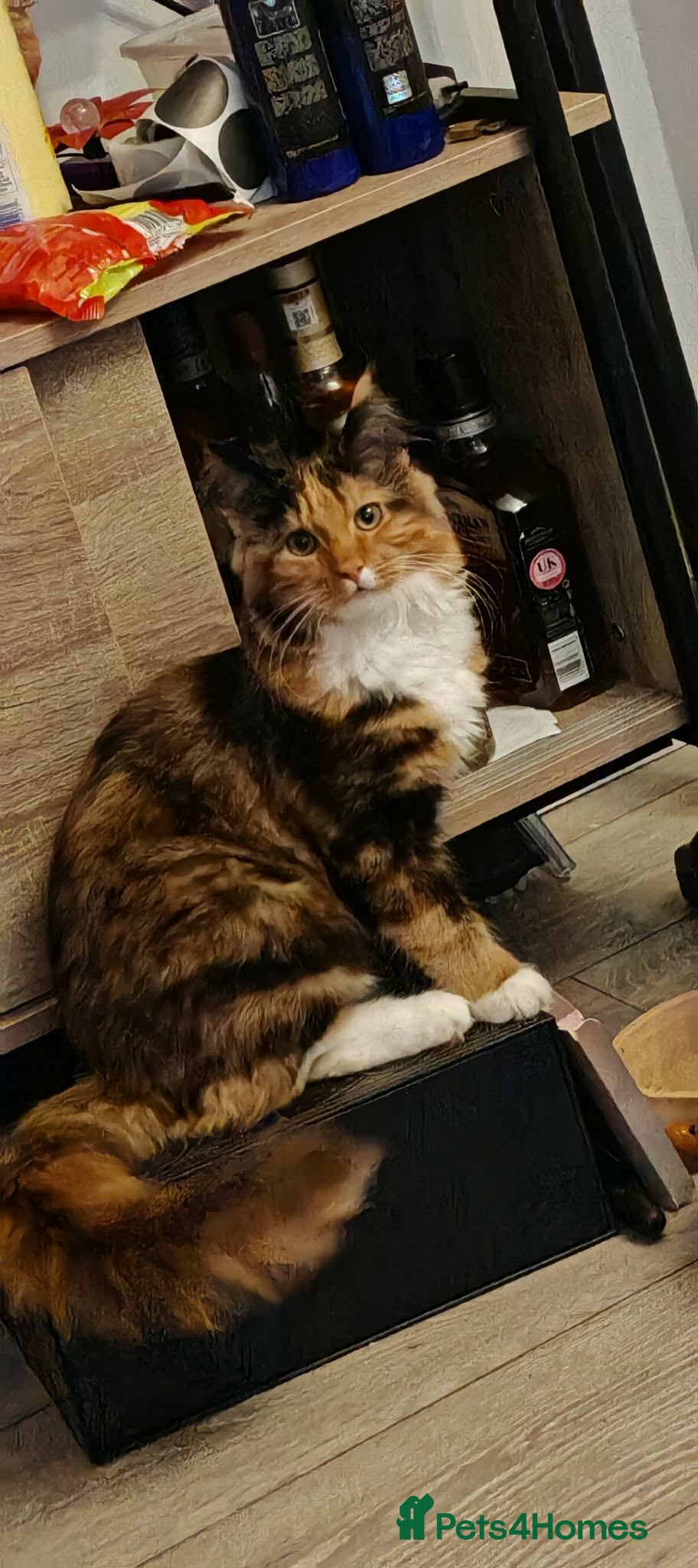 Mixed Breed cats for sale: Beautiful Maine Coone Ragdoll mix kittens! - Advert 1