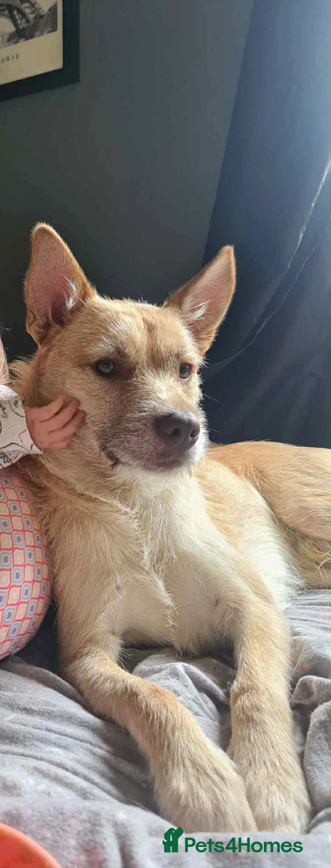 Mixed Breed dogs for sale: Cookie - Advert 4