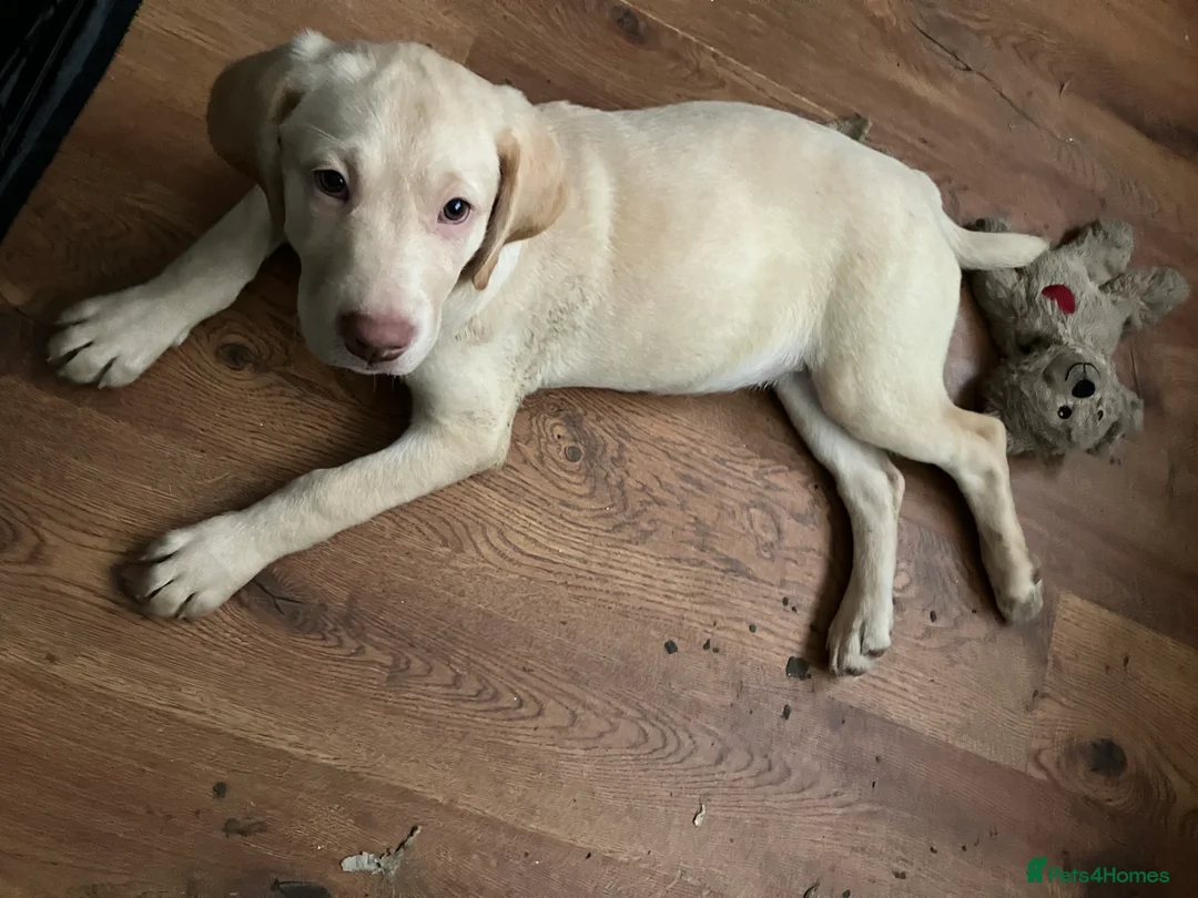 Labrador Retriever dogs for sale: Gorgeous Labrador puppies for sale. - Advert 15