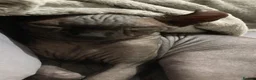 Sphynx cats for sale: Canadian elf sphinx - Advert 11
