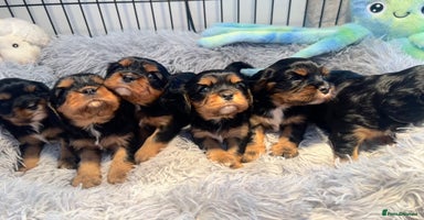 Cavalier King Charles Spaniel dogs - Advert 8