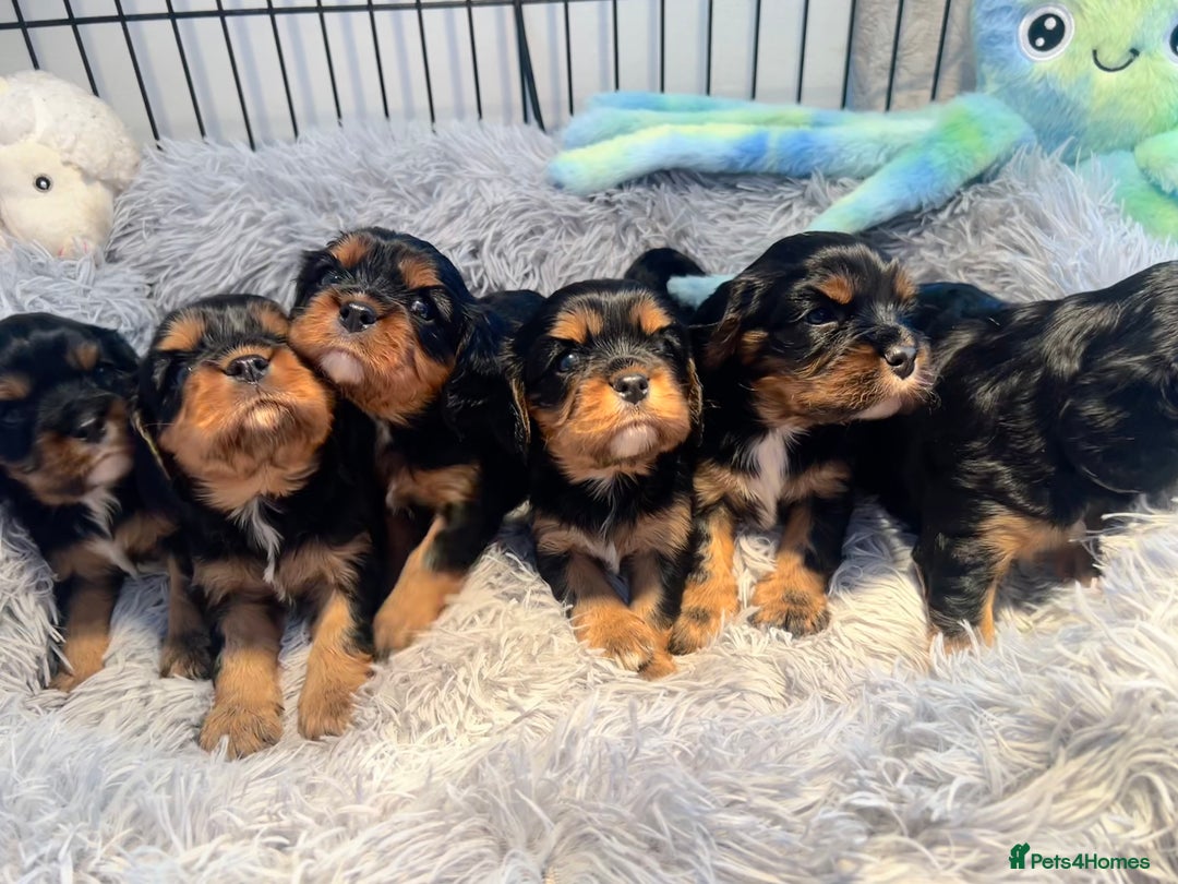 Cavalier King Charles Spaniel dogs for sale: Gorgeous KC Health tested cavalier puppies - Image 2