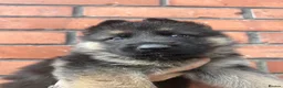 German Shepherd dogs for sale: READY NEXT WEEK working shepherd puppies - Advert 28
