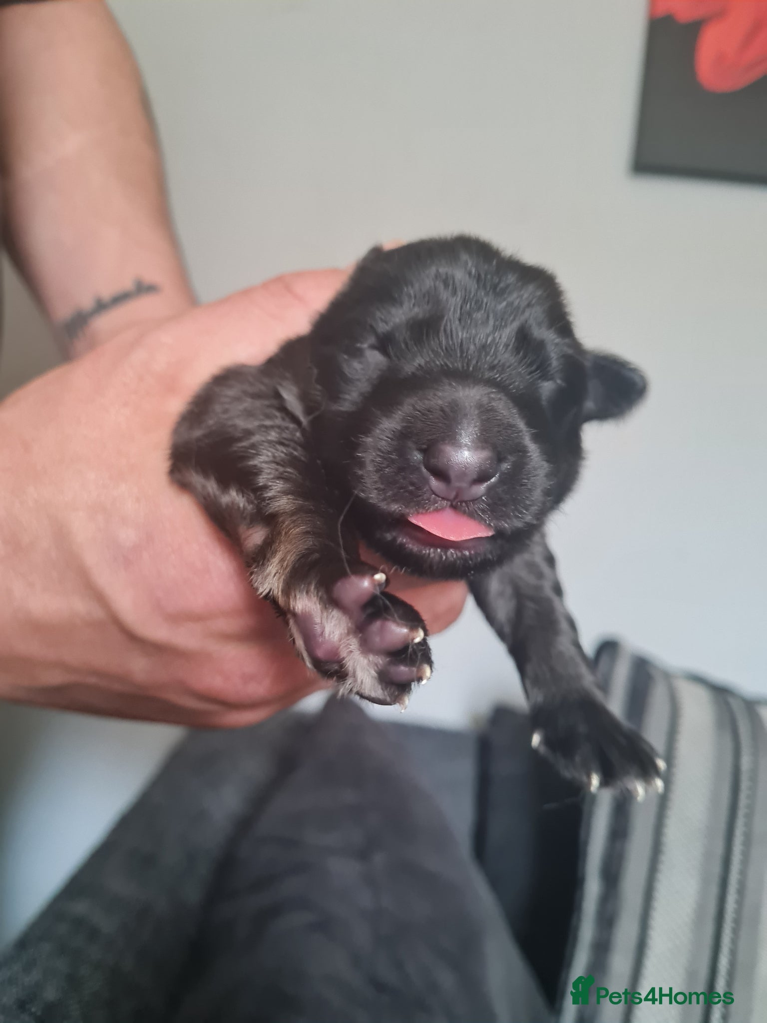 German Shepherd dogs Last 2 stunning german shepherd pups - Advert 12