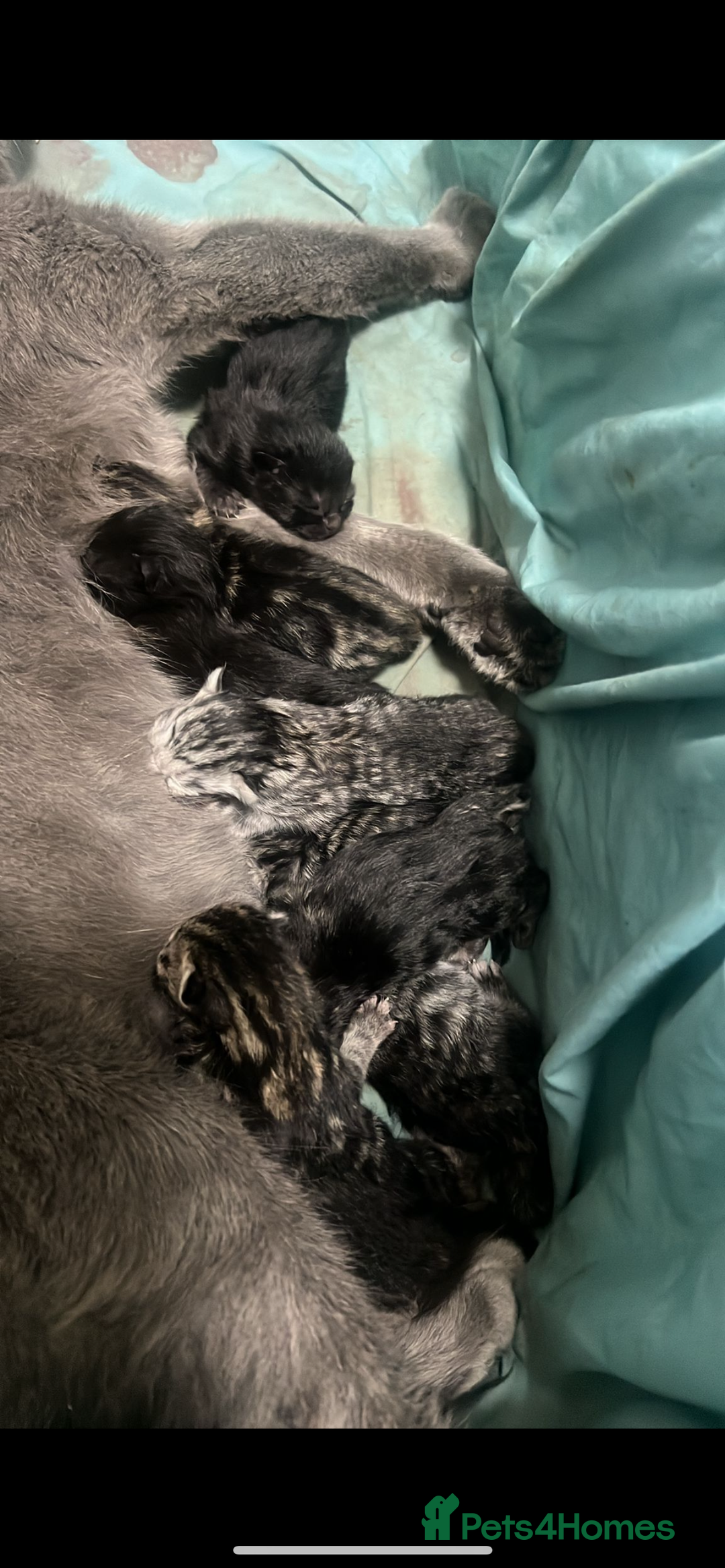British Shorthair cats for sale: 🐾15 Weeks Old -British Shorthair Mix Kittens 🐾 - Image 6
