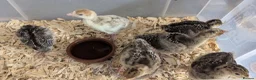 Turkeys poultry for sale: Unsexed Norfolk Bronze Turkey Poults  - Advert 4