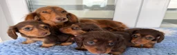 Miniature Dachshund dogs for sale: Kc Kaninchen dachshund weeny weeny  - Advert 29