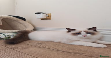 Ragdoll cats - Advert 6