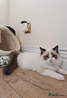 Ragdoll cats - Advert 6