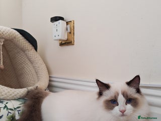 Ragdoll cats - Advert 1