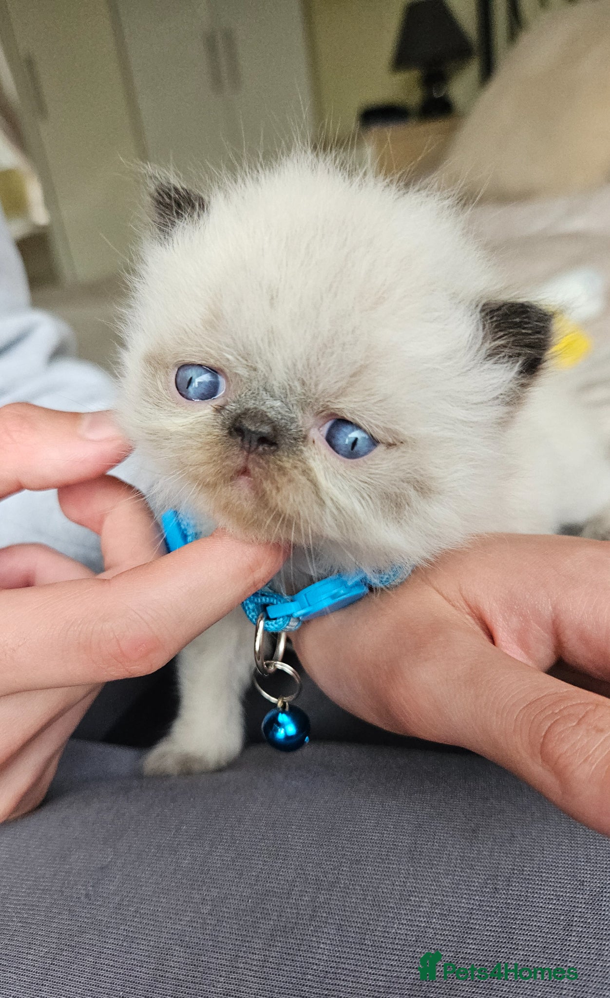 Persian cats 😻Stunning Top Quality Persian Kittens😻  - Advert 6