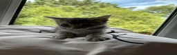 Mixed Breed cats for sale: Beautiful baby kittens  in Poole - Advert 13