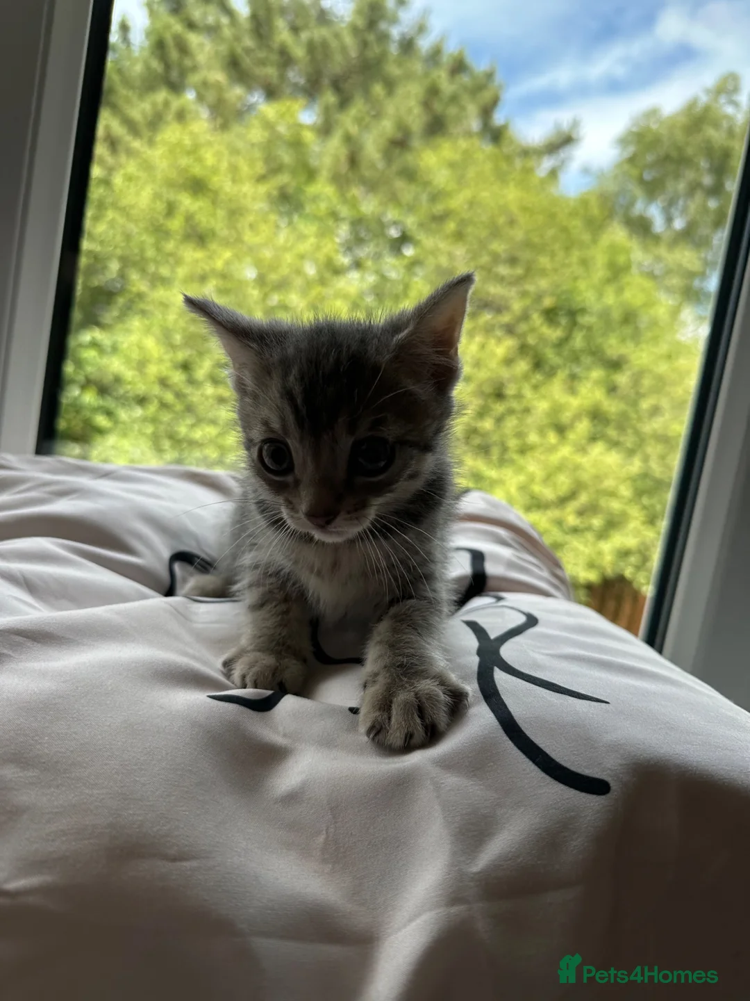 Mixed Breed cats for sale: Beautiful baby kittens  in Poole - Advert 13