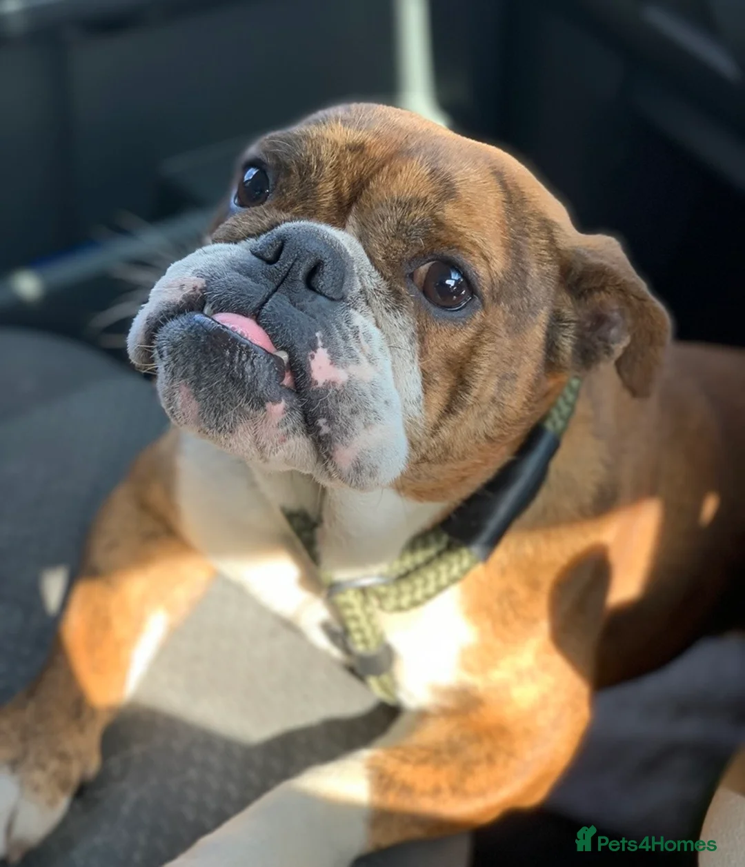 English Bulldog dogs for sale: 6 year old English bulldog girls  - Advert 2