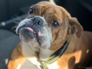 English Bulldog dogs 7 year old English bulldog girls - Advert 12