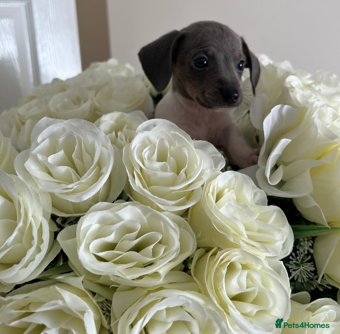 Miniature Dachshund dogs for sale: Micro mini dachshund  - Image 6