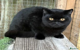 British Shorthair cats for sale: Black Bsh boy available  - Image 2
