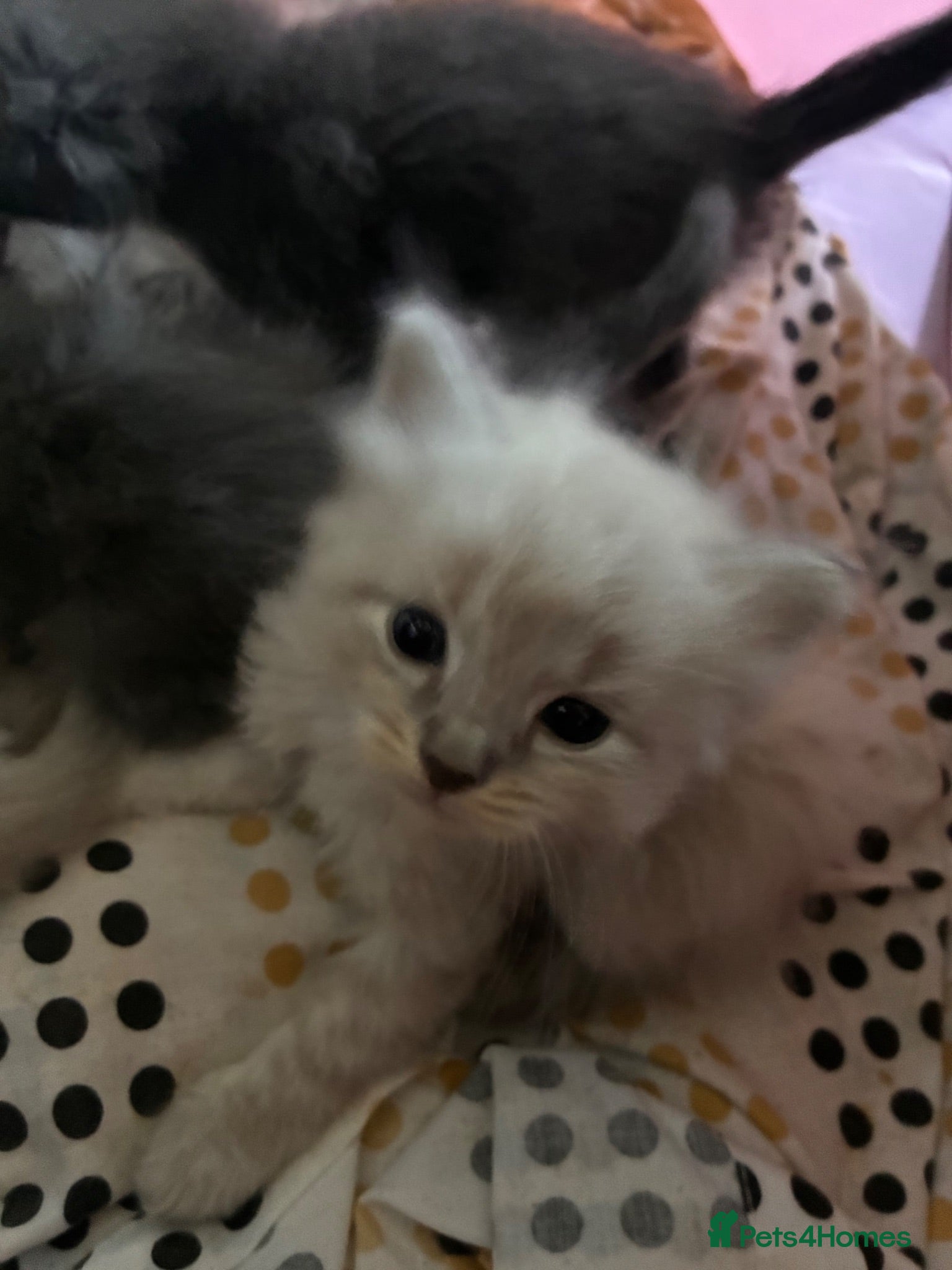 Mixed Breed cats 5 Beauitiful Ragdoll/Bengal kittens  - Advert 14