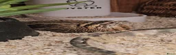 Quail poultry for sale: Young Male Quail Looking for a New Home - Advert 2