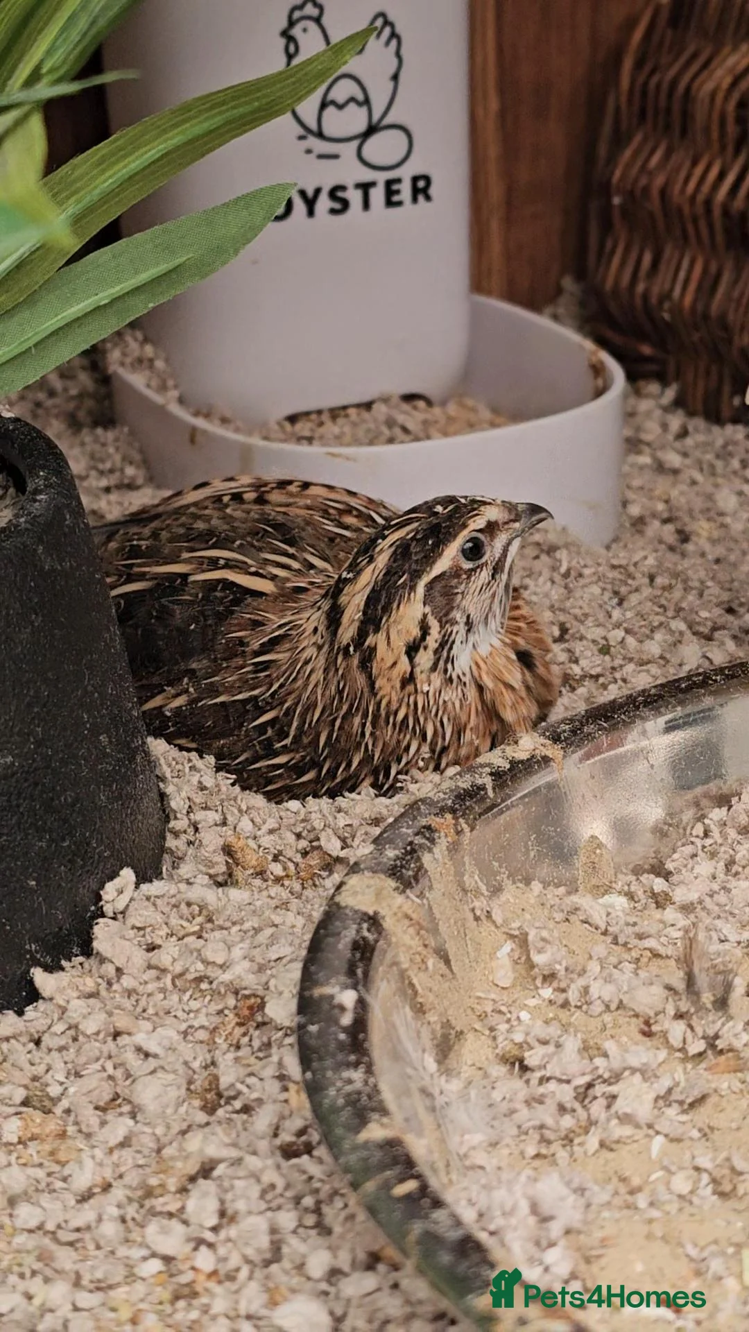 Quail poultry for sale: Young Male Quail Looking for a New Home - Advert 2
