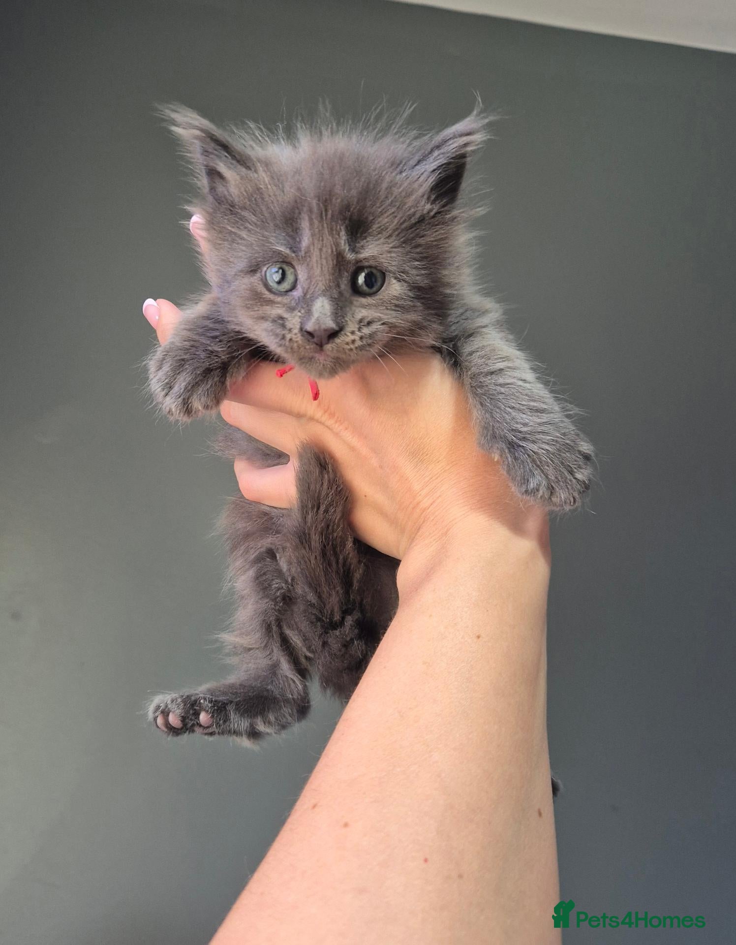 Maine Coon cats Blue/ black smoke Imported Lines - Advert 16