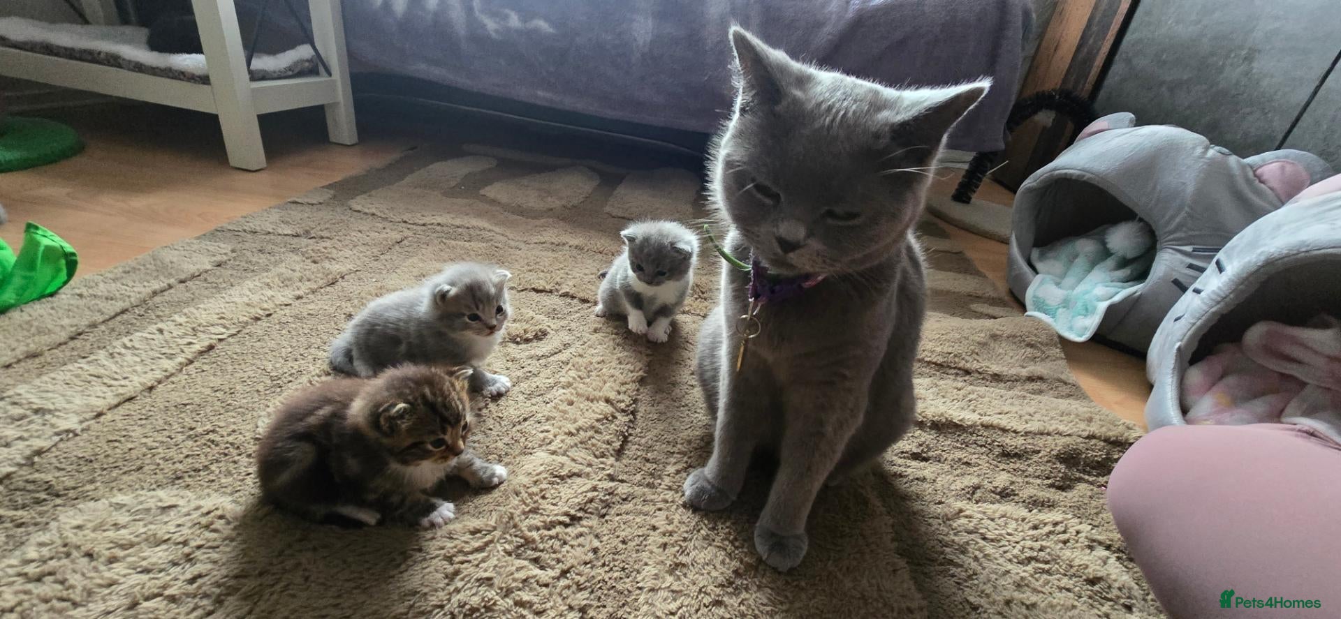British Shorthair cats Sweet British little ones - Advert 1
