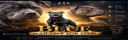 Staffordshire Bull Terrier dogs for sale: 💙KC BLUE STAFFORDSHIRE BULL TERRIER PUPPIES💙 - Advert 9