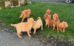 Golden Retriever dogs for sale: KC health checked outstanding temperaments  - Advert 11