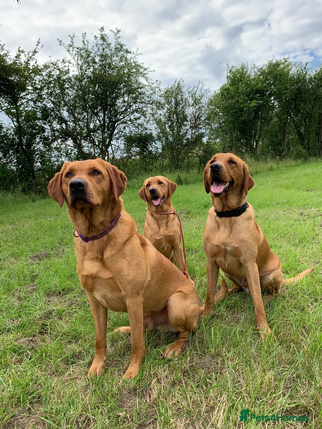 Labrador Retriever dogs for stud: Fully health tested Fox Red Labrador For Stud in Tewkesbury - Advert 12