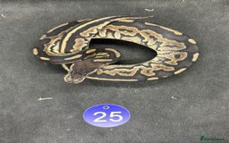 Python Snake reptiles for sale: Royal pythons from £20 - Image 13