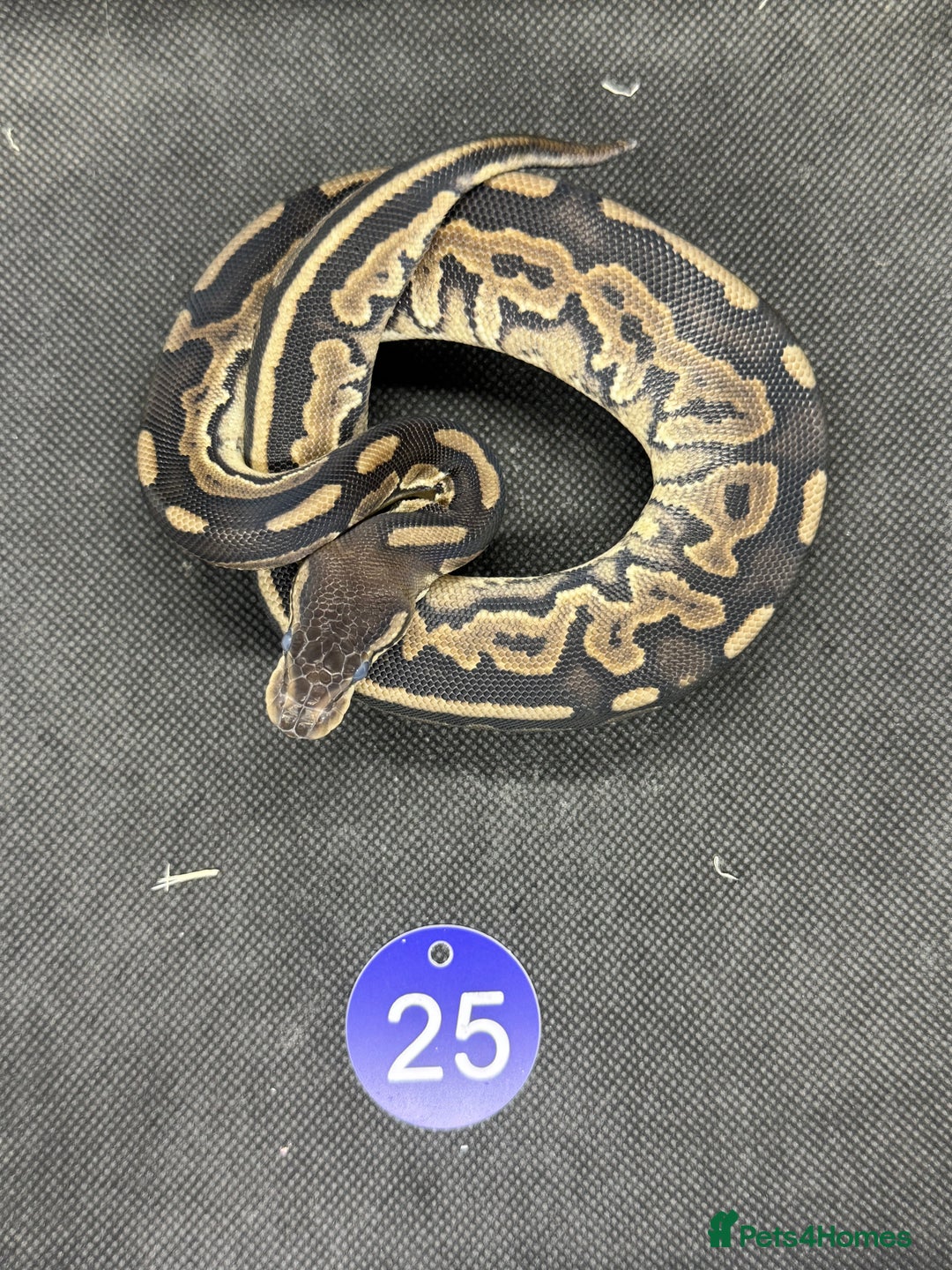 Python Snake reptiles for sale: Royal pythons from £20 - Image 13