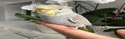 Budgerigars birds for sale: Hand Tame Crested female baby Budgie - Advert 6