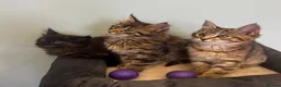 Maine Coon cats for sale: Half Maine Coon kittens  - Advert 3
