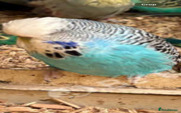Budgerigars birds for sale: Beautiful Exhibition budgies - Image 5
