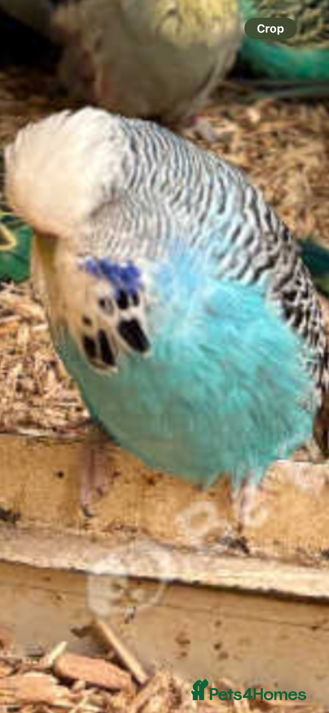 Budgerigars birds for sale: Beautiful Exhibition budgies - Image 5