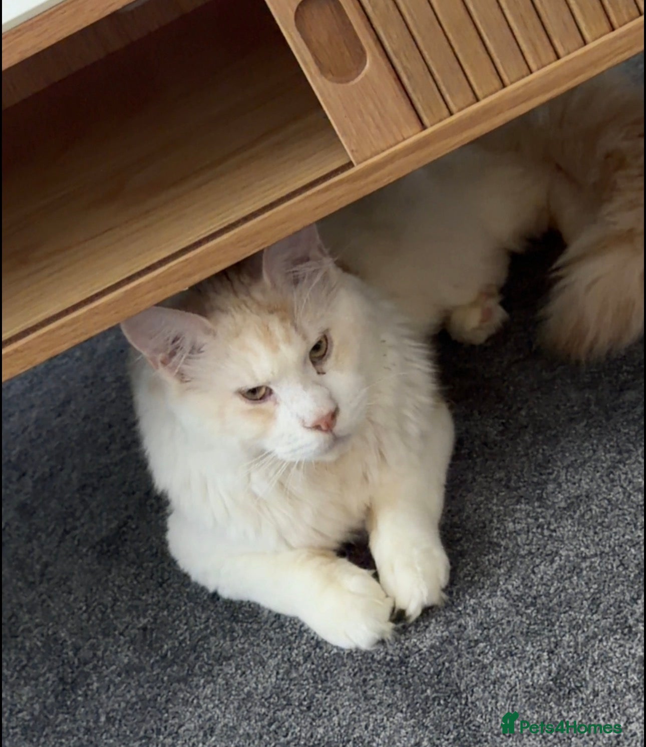 Maine Coon cats Maine Coon Rehome - Advert 2