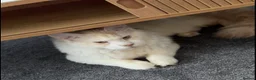 Maine Coon cats for sale: Maine Coon Rehome in Liverpool - Advert 1