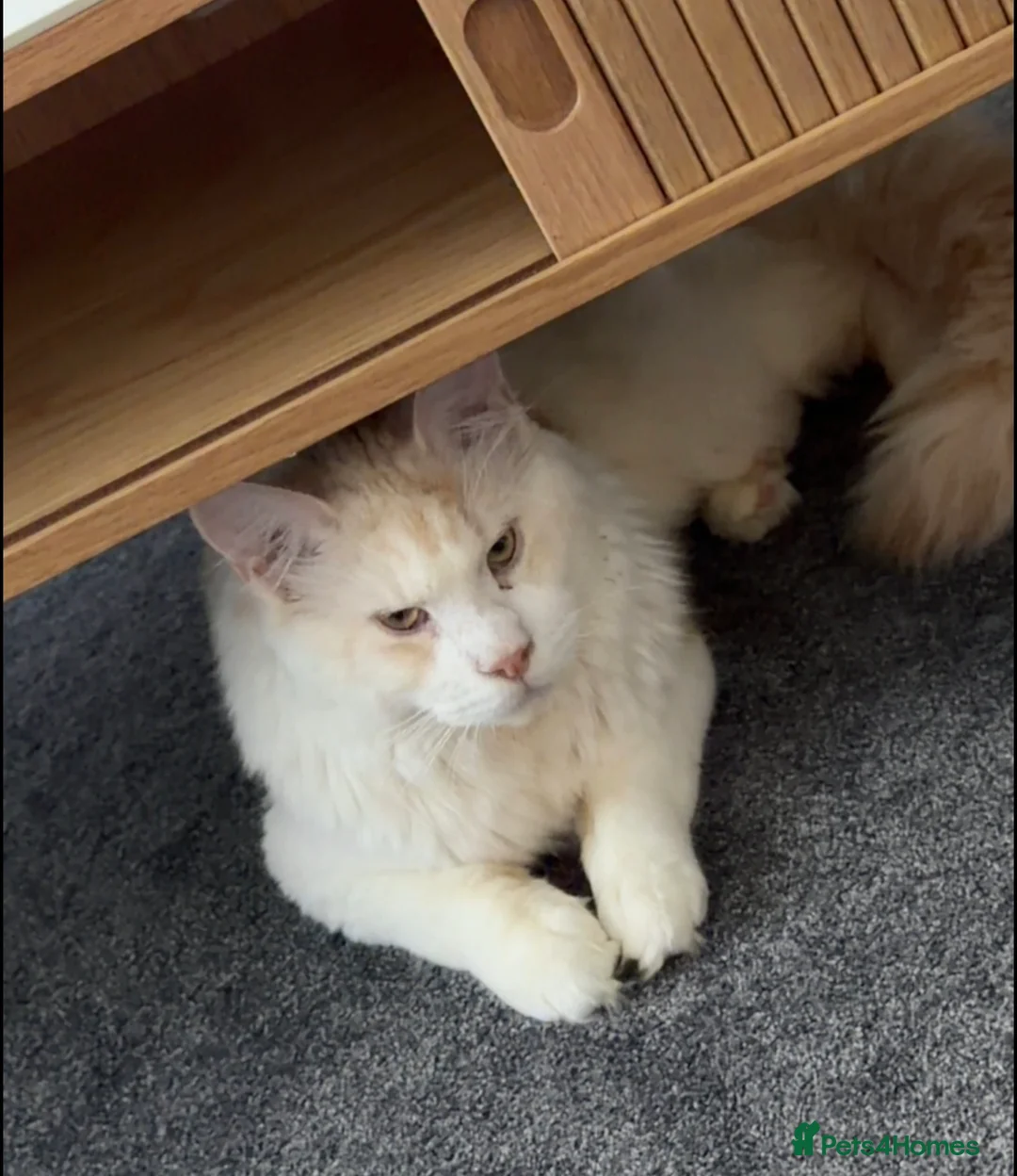 Maine Coon cats for sale: Maine Coon Rehome in Liverpool - Advert 1