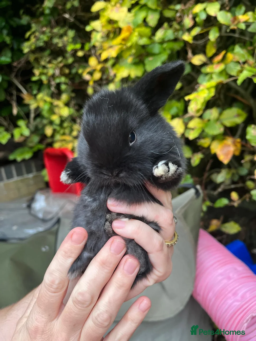 Mini Lop rabbits for sale: Mini Lop Baby Bunnies  - Advert 10