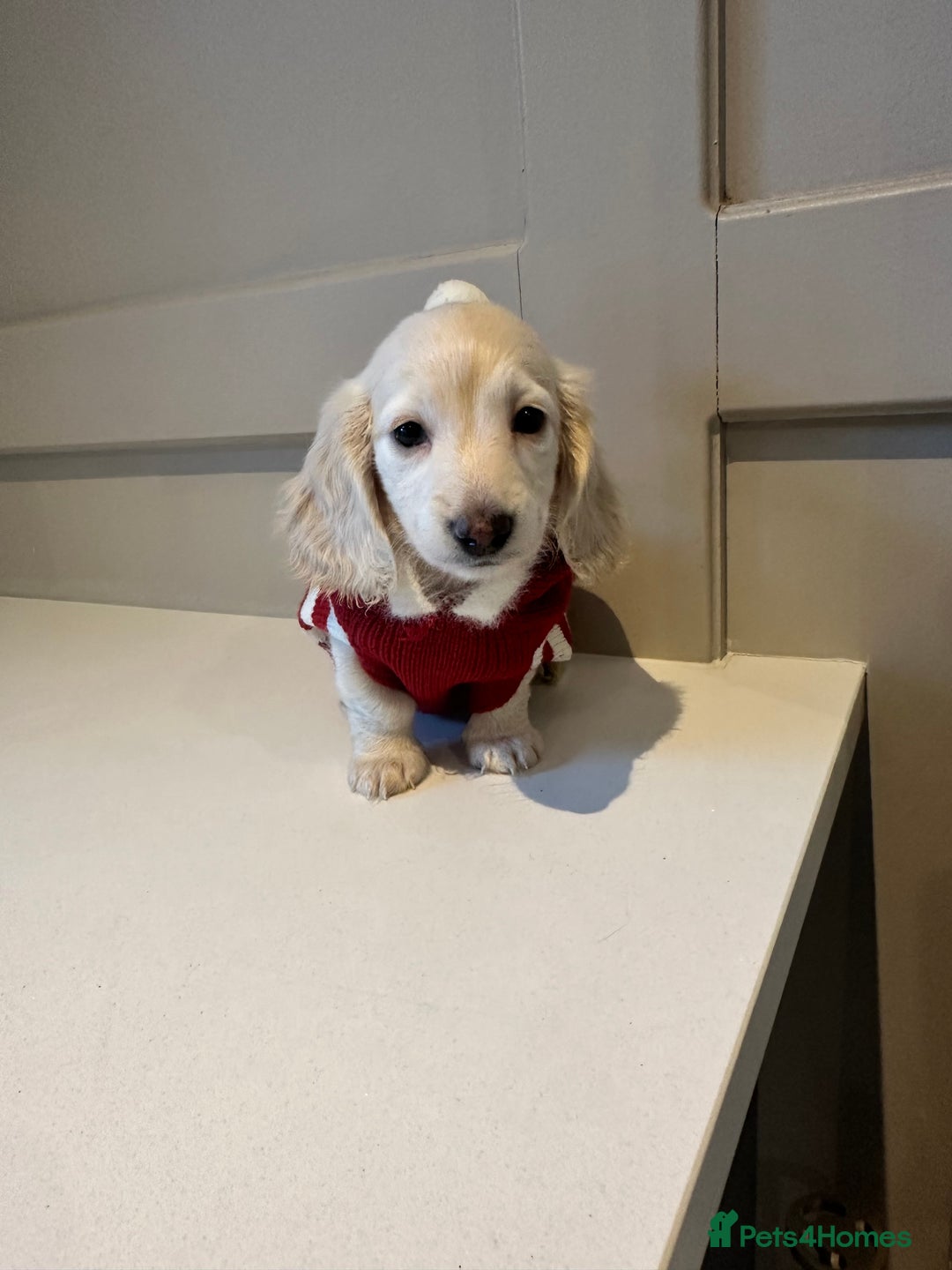 Miniature Dachshund dogs for sale: Clear Cream Miniature Dachsunds - Advert 18