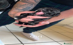 Mixed Breed dogs for sale: 5 beautiful mixed puppies  - Image 2
