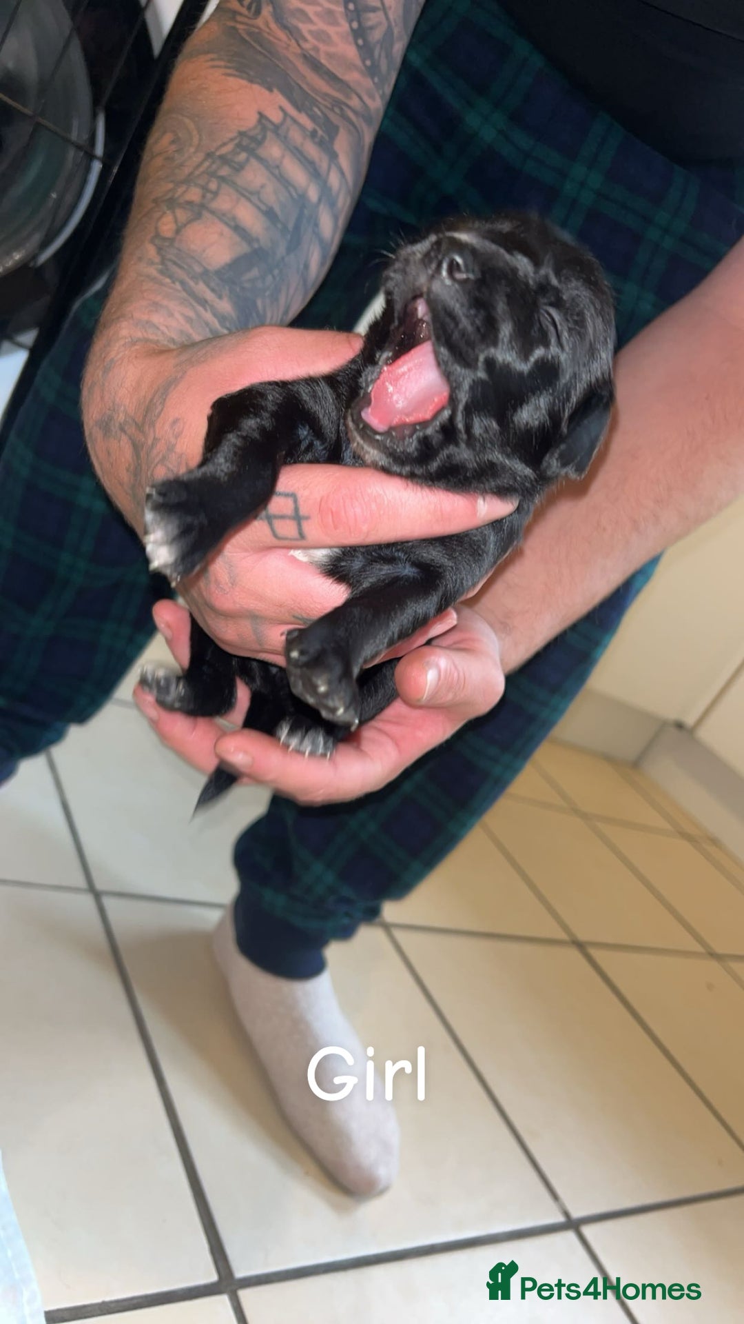 Mixed Breed dogs for sale: 5 beautiful mixed puppies  - Image 2