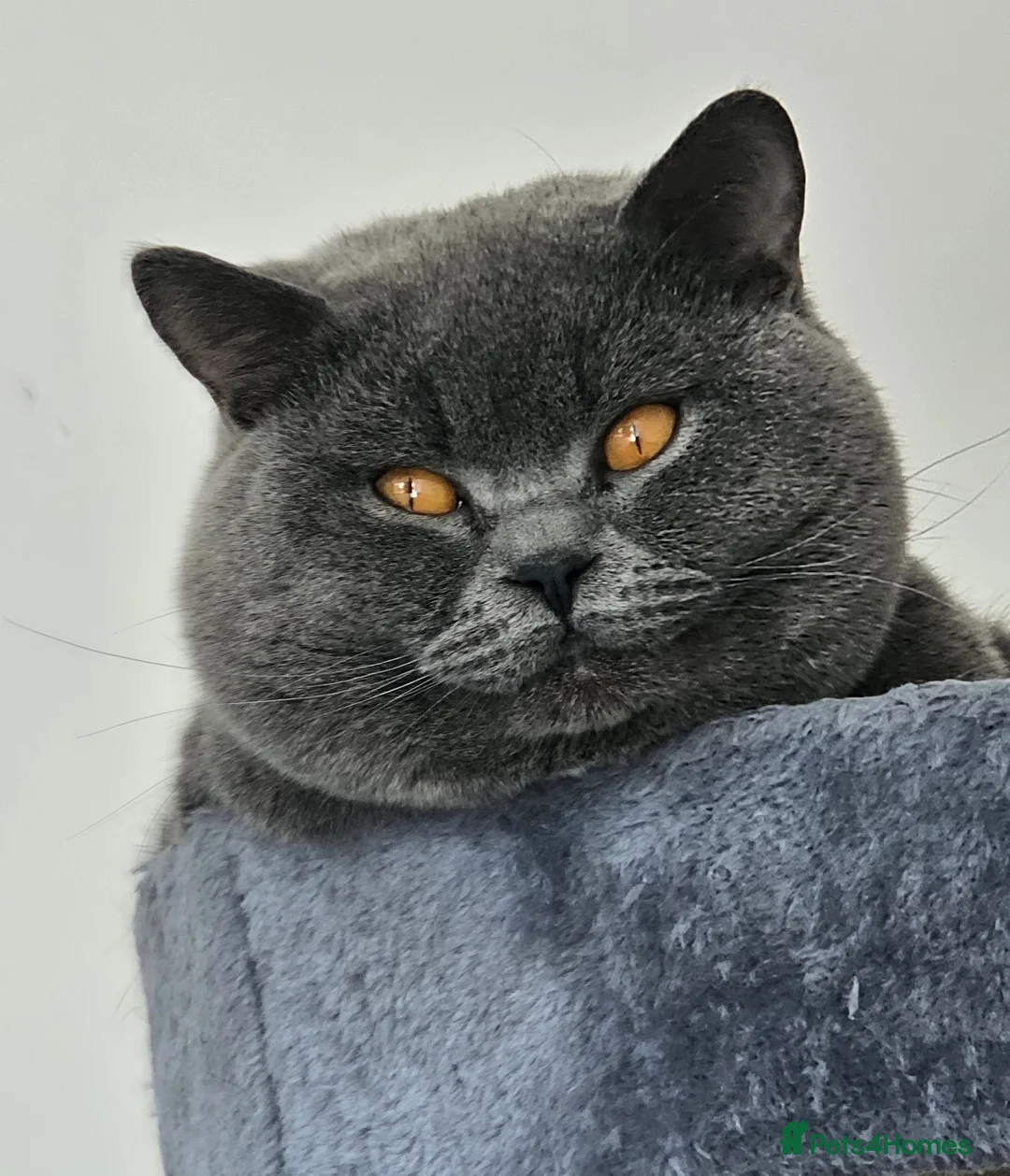 British Shorthair cats for stud: British short hair Bud the stud in London - Advert 5