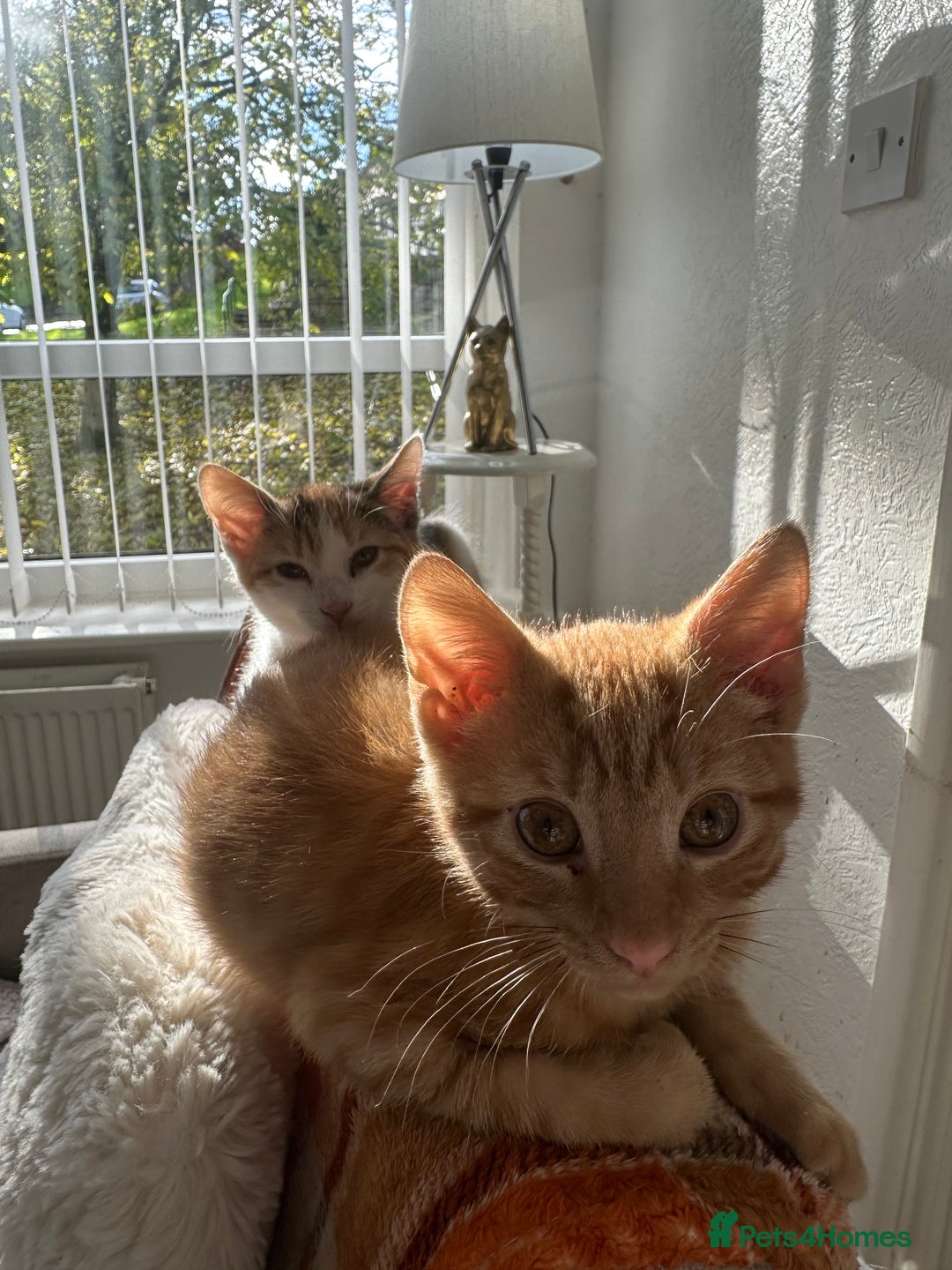 Mixed Breed cats for sale: 2 Adorable Friendly Kittens For A Forever Home - Image 8
