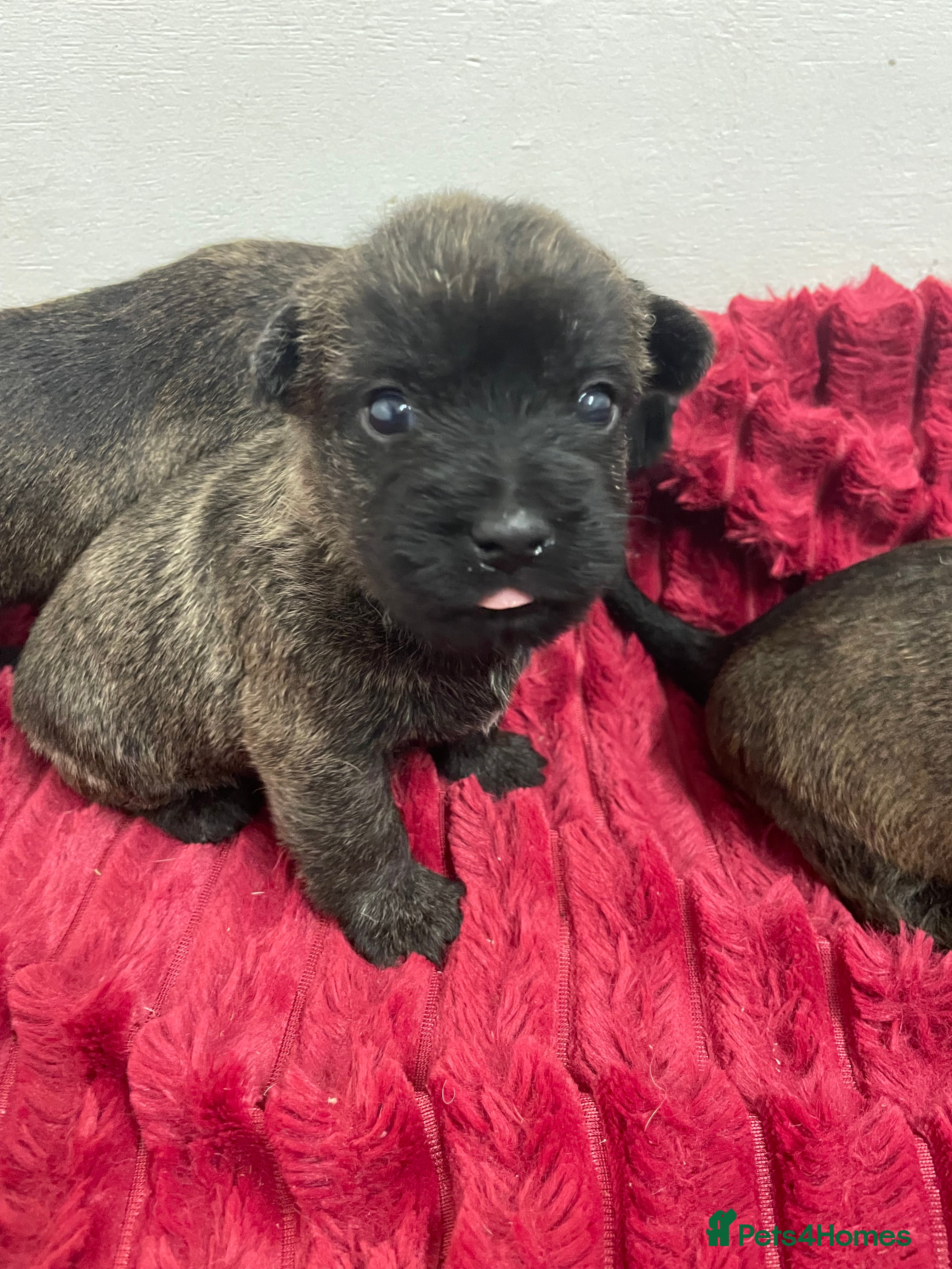 Cairn Terrier dogs Pure Bred Cairn Terrier puppies  - Advert 4