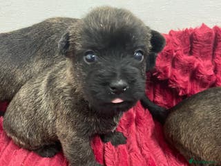 Cairn Terrier dogs Pure Bred Cairn Terrier puppies - Advert 4