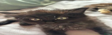 British Shorthair 1