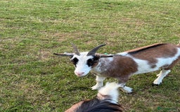 Goats livestock for sale: Pygmy Goats - Image 7