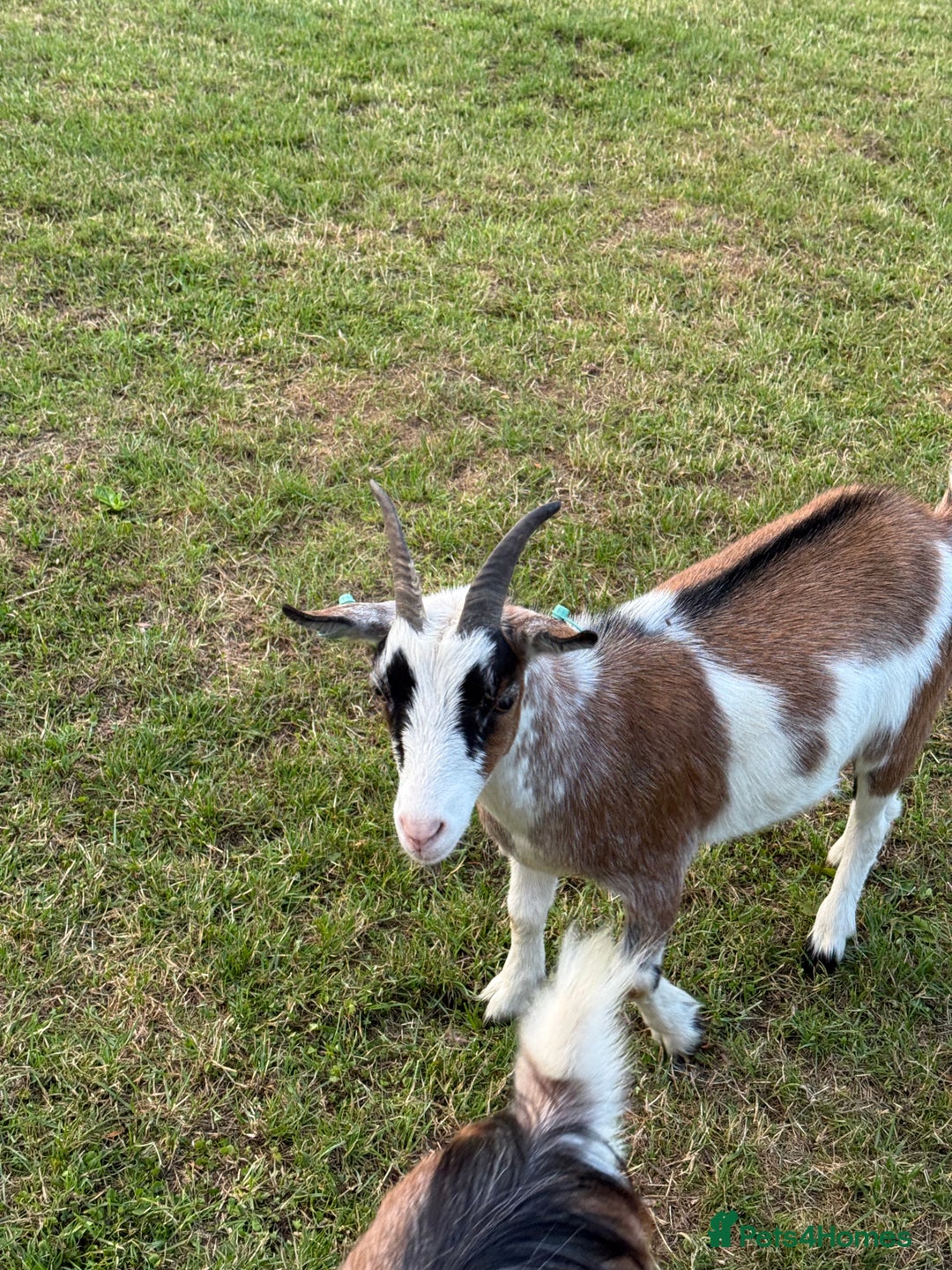 Goats livestock for sale: Pygmy Goats - Image 7