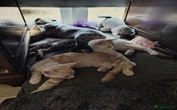 Maine Coon cats for sale: Pure Mainecoon boy Fun, intelligent, home raised. - Image 12